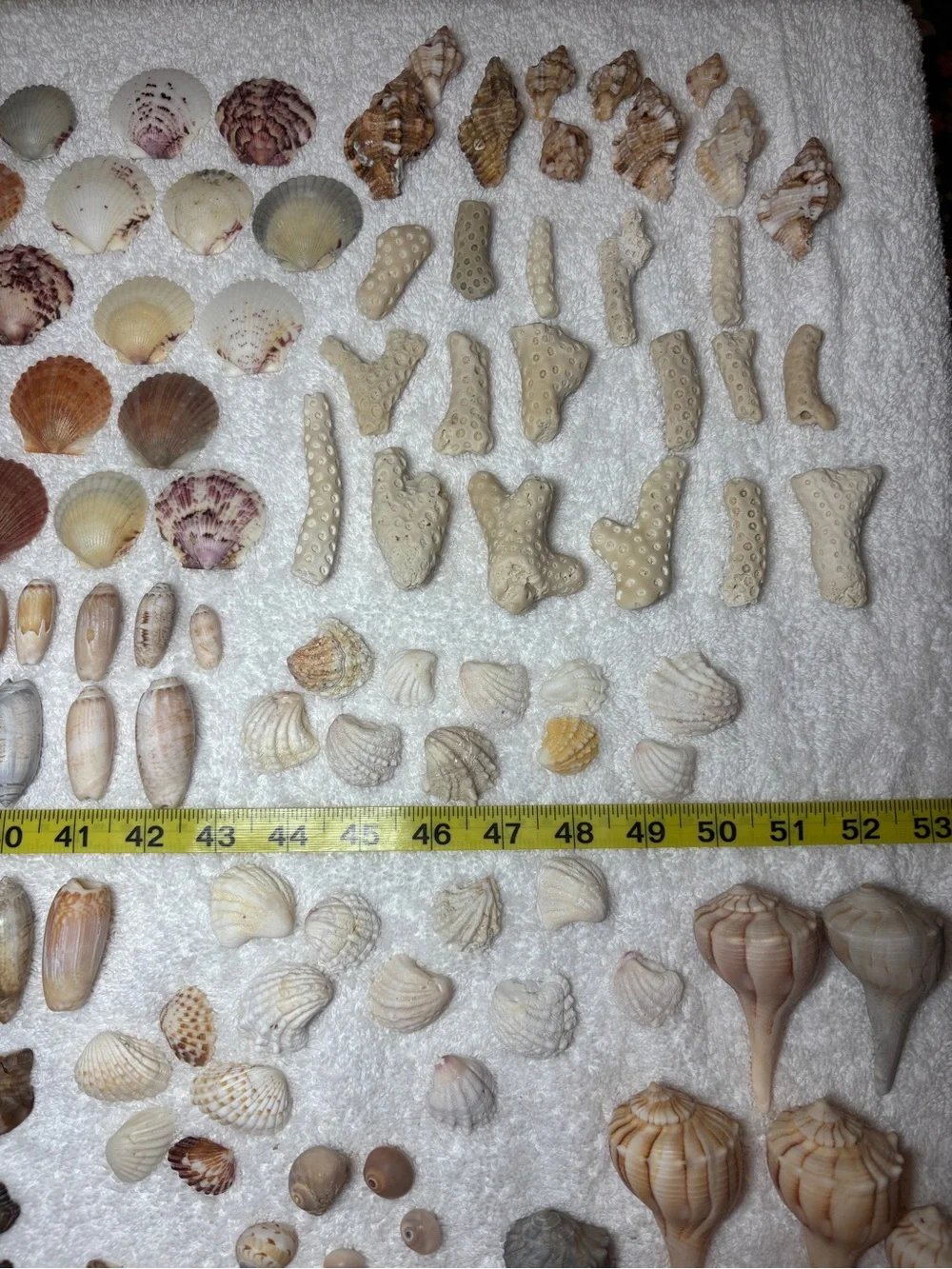 150 Mixed Lot Sanibel Island Seashells.  Assorted types and sizes!